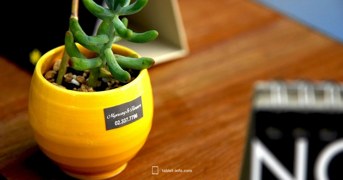 iPad mini 7 Setup - Tablet Info