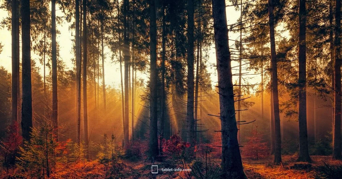 Clean iPad in Minutes Clean iPad in Minutes - Tablet Info