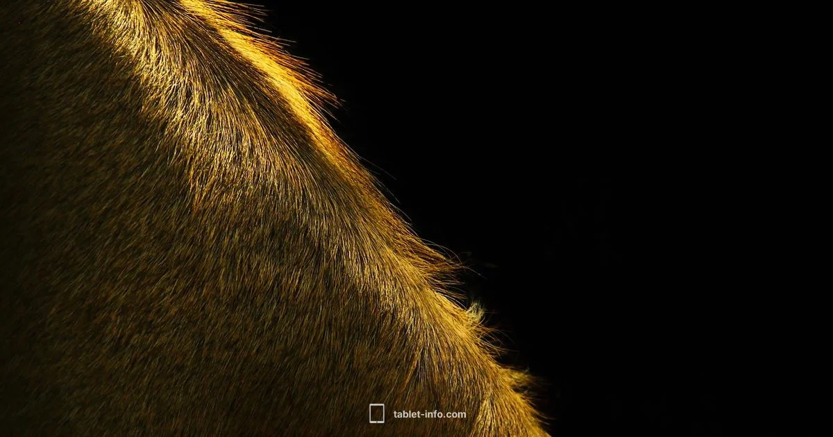 iPad Security Guide iPad Security Guide - Tablet Info