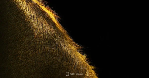 iPad Security Guide - Tablet Info